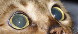 Katze mit weiten Pupillen
